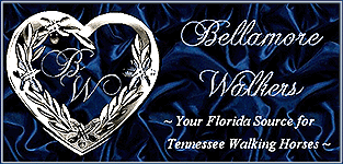 Bellamore Walkers in Florida raise Tennessee Walking Horses for sale and pleasure.  Home of breeding stallion, PATCHES OF SPOTTED ALEN, who DNA-tested 100٪ for homozygous spotted genes! Horses for sale, colts for sale - we've got a Bellamore for YOU!