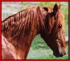 RED ZEPPELIN #21402858 - (Rooster) is a 16.1 hand, rising 6 year old, chestnut Tennessee Walking Horse stallion, by Kit's Royal Pride, out of Kodiak's Miss Reflect CF. He is Canadian-bred and double registered.  He is Heritage-certified. Rooster's top line features the blood of Go Boy's Crown Royal, Merry Go Boy, Merry Boy and Midnight Sun. His dam line offers the genes of William's Kodiak, Williams King and King Pin. Standing in Montana.