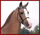 ROYAL LIMELIGHT #901031 - This sorrel, multi-titled champion Tennessee Walking Horse stallion is the son of Prides Royal Master, and the grandson of Pride of Midnight HF and Prides Fashion HW. In 1993, Limelight won 26 straight blue ribbons, including a Reserve World Championship. In 1998 he won the reserve Lite Shod World Grand Championship, and in 1999, was the Lite Shod World Grand Champion. Limelight is a five time World Champion. In his show career, he won over 150 blues!! Standing in Texas.