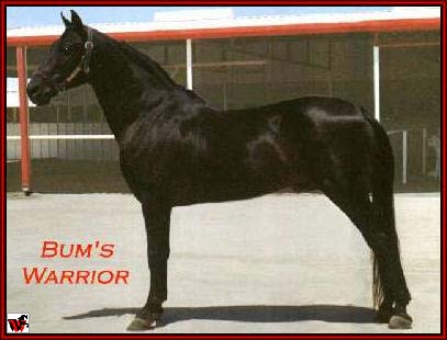 Bum's Warrior at 23...  still a grand old gentleman !