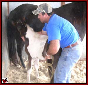 Mare backed into corner of stall. Handler has caught the colt from the back.  Getting ready to put halter on.