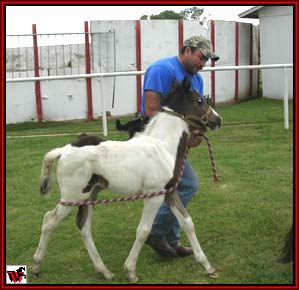 Then right hand moves to halter.