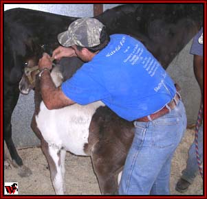 Putting halter on colt.  Assistant ready to hand him the lead rope - snap first.