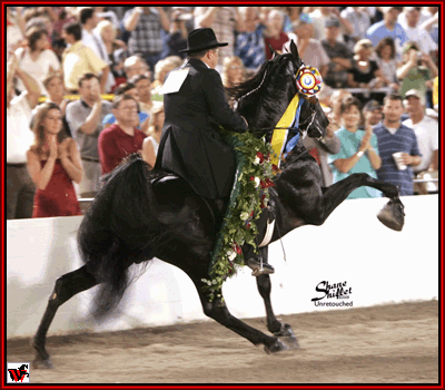 2008 World Grand Champion Santanas El Nino