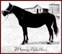 Merry Walker, dam of several World Grand Champions