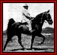 Midnight Sun - 1945 and 1946 World Grand Champion