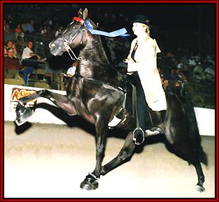 Pride's Sundance Star bringing home the ribbons.