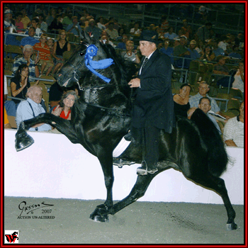 2008 World Grand Champion Santanas El Nino