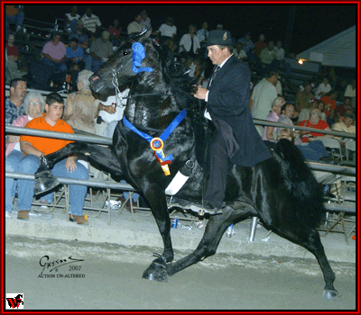 2008 World Grand Champion Santanas El Nino