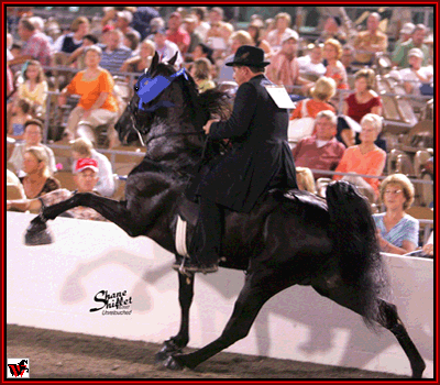 2008 World Grand Champion Santanas El Nino