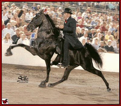 2008 World Grand Champion Santanas El Nino