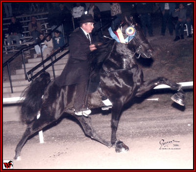 2008 World Grand Champion Santanas El Nino