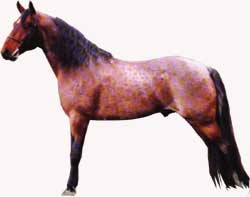 Red Roan