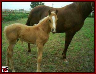 Golden Girl and Tide's Belle