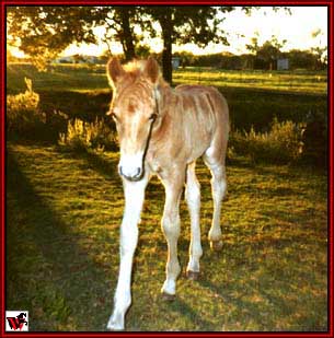 Gold Rush Stud colt