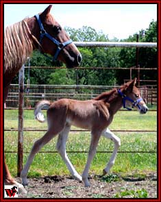 Big striding stud colt by Generator's Charmer