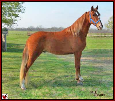 Tennessee Walking Horse - Non-resident Horse - THE JAZZ WATCH #20601889