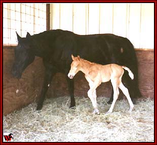 Ten High's Black Satin and Gold Rush stud colt