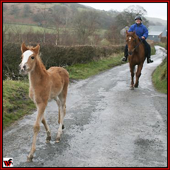 Didi's new filly, Ella, strutting her stuff across Wales.