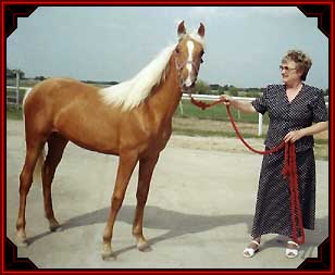 Palomino Gold