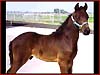 Bum's Warrior Stud Colt